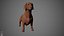 Dachshund Real-Time