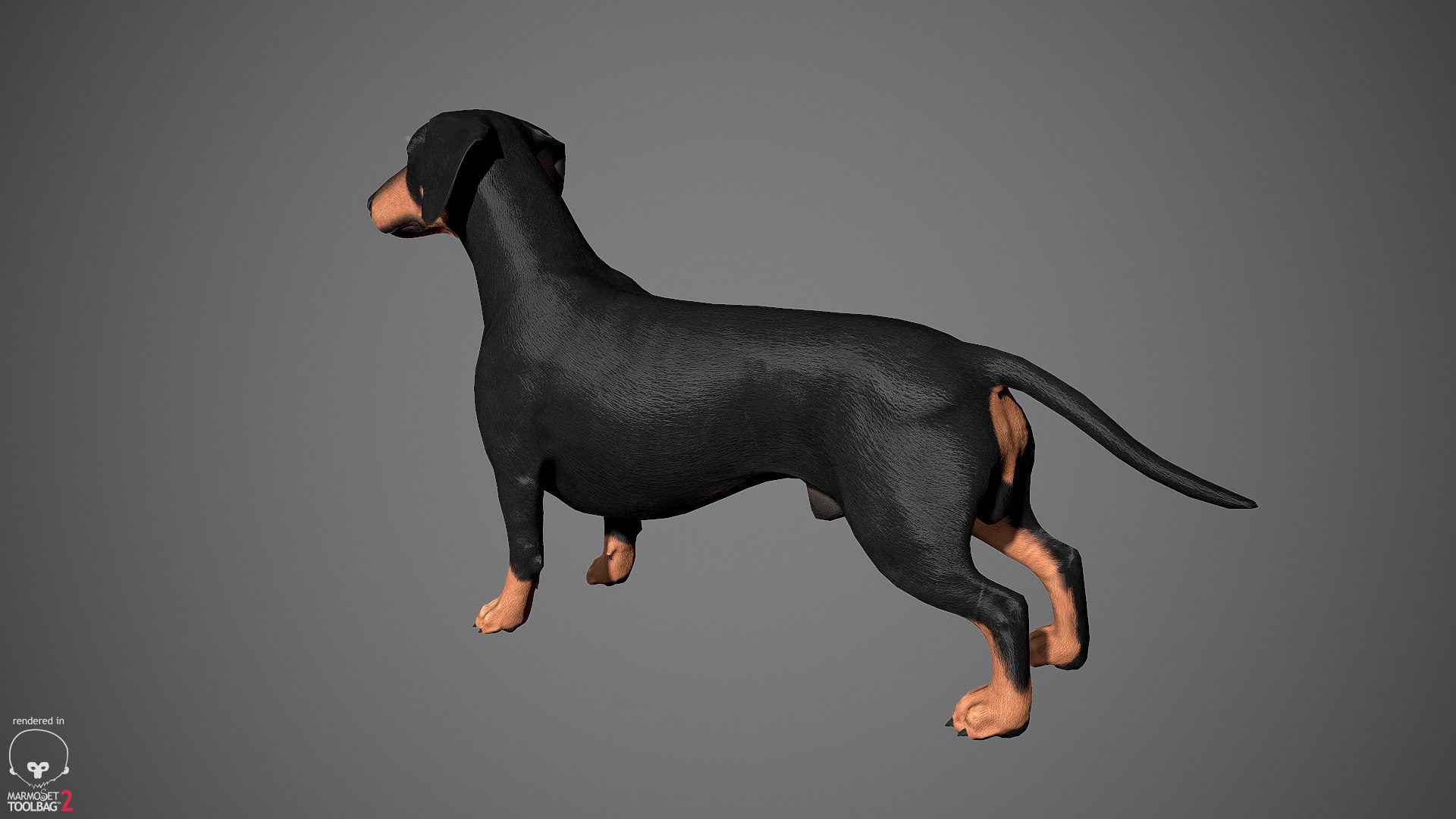 realistic dachshund real-time real time 3ds https://p.turbosquid.com/ts-thumb/L6/Bp36BB/pFVFUyiX/dachshund_by_alexlashko_marmoset_06/jpg/1477031085/1920x1080/fit_q87/69f61cab1a2472b54cf572c701284e689fb9daf3/dachshund_by_alexlashko_marmoset_06.jpg