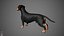 Dachshund Real-Time