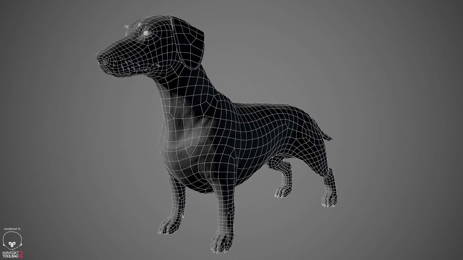 realistic dachshund real-time real time 3ds https://p.turbosquid.com/ts-thumb/L6/Bp36BB/qlyo8ZD6/dachshund_by_alexlashko_wireframe_04/jpg/1477032115/1920x1080/fit_q87/9186656ef4bef4194f93fd7c24f717a7ec002d66/dachshund_by_alexlashko_wireframe_04.jpg