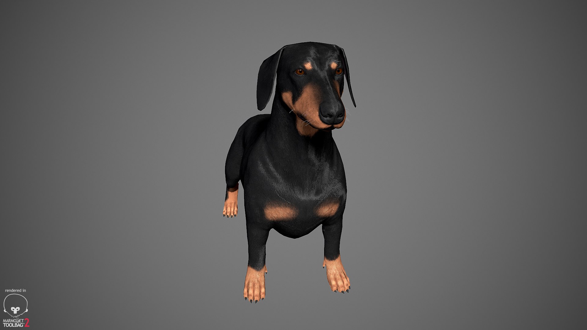 realistic dachshund real-time real time 3ds https://p.turbosquid.com/ts-thumb/L6/Bp36BB/tmUN2YMP/dachshund_by_alexlashko_marmoset_03/jpg/1477031085/1920x1080/fit_q87/cdda6a61b626efa7eafcbaa760a96ccbeb46ffbe/dachshund_by_alexlashko_marmoset_03.jpg