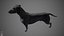 Dachshund Real-Time