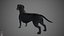 Dachshund Real-Time
