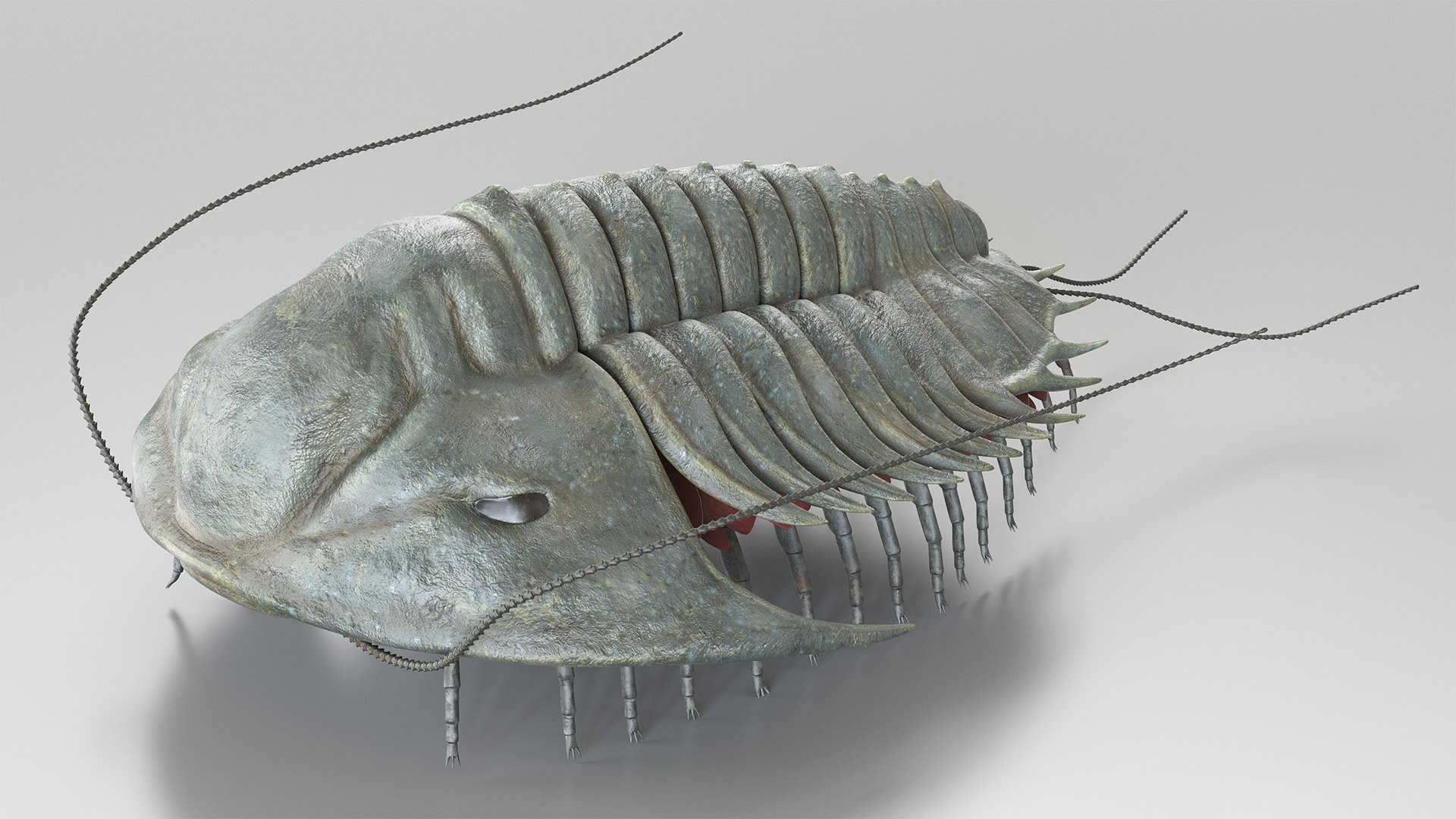 Trilobite Extinct Marine Arachnomorph Arthropod Rigged for Maya 3D model preview