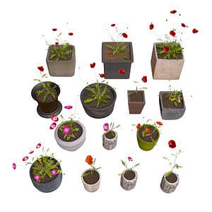 3D Flowers poppy in pots collection