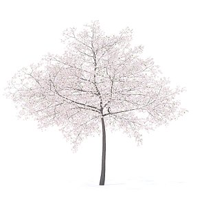 cherry tree 6 5m model