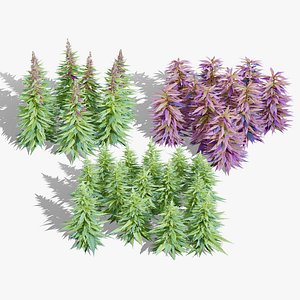 British Industrial Hemp Flower Bud
