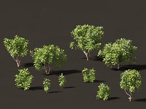 3D Banksia robur - Swamp Banksia