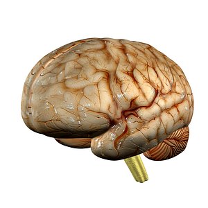3d model human brain