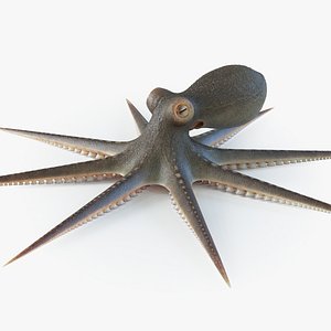 Octopus
