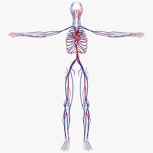 Human Circulatory System - Anatomy