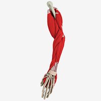 Human Arm Anatomy