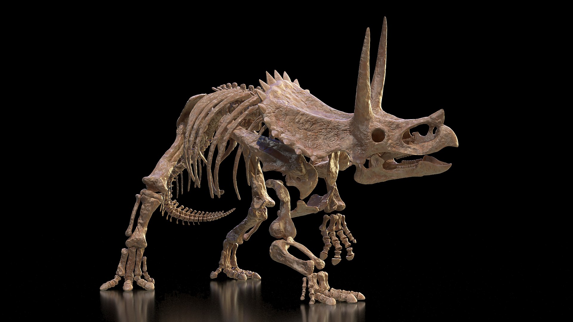 Triceratops Skeleton Fossil Rigged for Maya 3D model preview