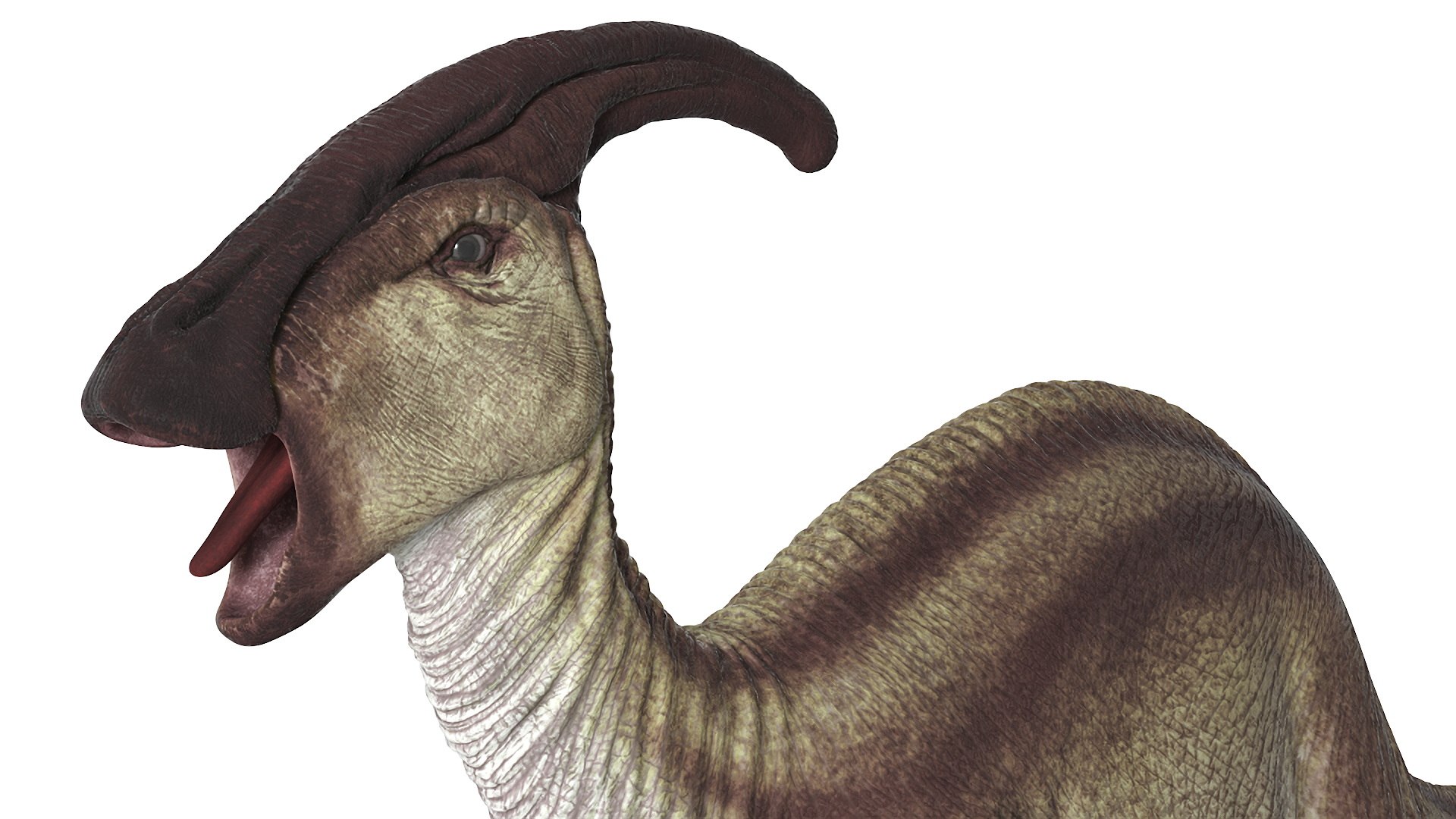 Rigged Herbivorous Dinosaurs Collection 2 3D model https://p.turbosquid.com/ts-thumb/L6/geCMEo/1g/parasaurolophusdinosaurrigged3dmodel007/jpg/1759149430/1920x1080/fit_q87/8ede05c6232fc3b62ef9ceb024ccfc25407b0066/parasaurolophusdinosaurrigged3dmodel007.jpg