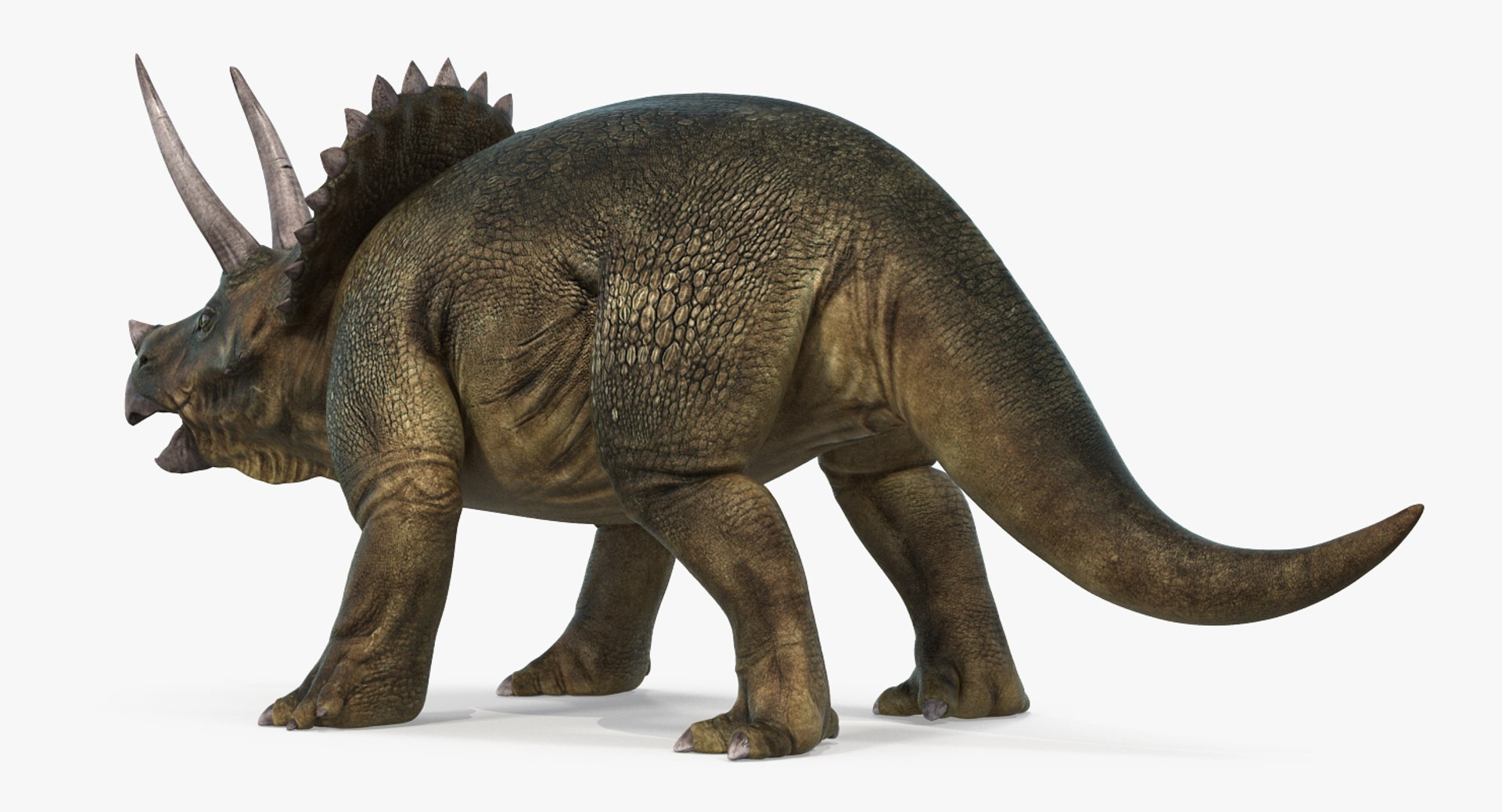 Rigged Herbivorous Dinosaurs Collection 2 3D model https://p.turbosquid.com/ts-thumb/L6/geCMEo/wG/triceratopsrigged3dsmodel035/jpg/1759149598/1920x1080/fit_q87/96a223e1ffb28aa691632bbd208ef09552502b0b/triceratopsrigged3dsmodel035.jpg