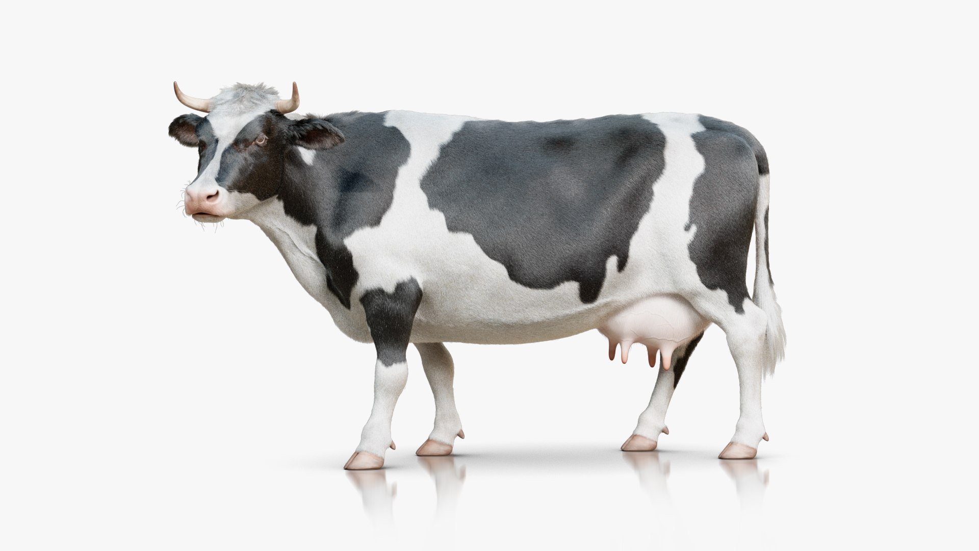 Cow Rigged Animated with 3 Textures 3D model https://p.turbosquid.com/ts-thumb/L6/qG5fND/Ys/signature_blackwhite/png/1689998321/1920x1080/fit_q87/6d44da2e0ec33f8a1a617c95dff6c0808ebb4203/signature_blackwhite.jpg