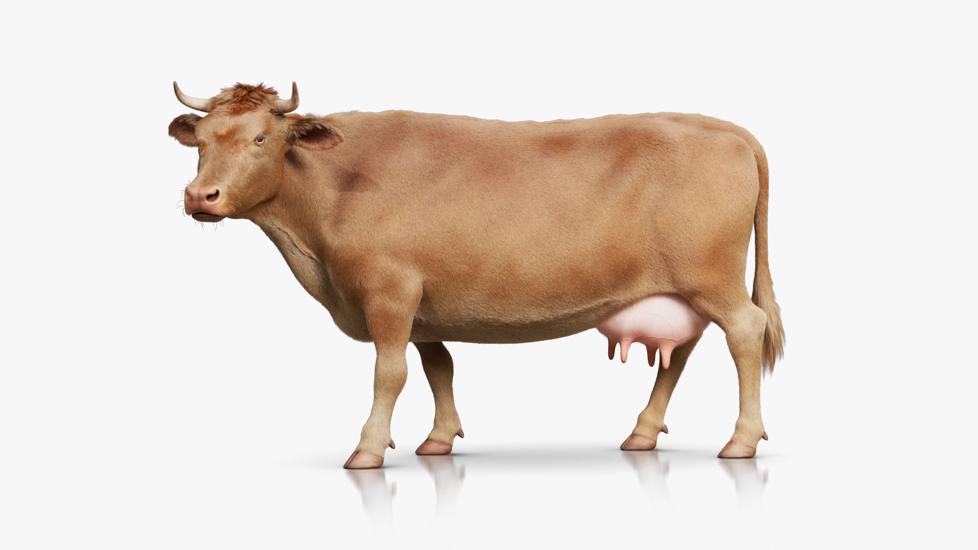 Cow Rigged Animated with 3 Textures 3D model https://p.turbosquid.com/ts-thumb/L6/qG5fND/iv/signature_brown/png/1689998344/1920x1080/fit_q87/7e3b18631730fc3d0853ce4dd5b24267036439b1/signature_brown.jpg