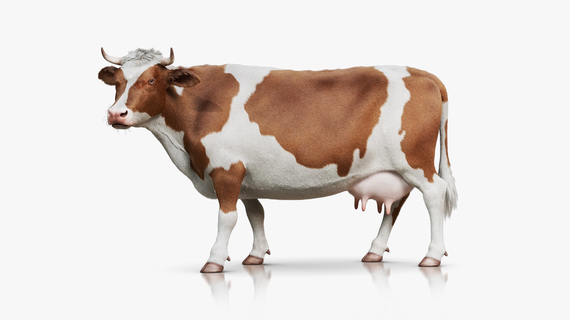 Cow Rigged Animated with 3 Textures 3D model https://p.turbosquid.com/ts-thumb/L6/qG5fND/yY/signature_brownwhite/png/1689998334/1920x1080/fit_q87/2f19916a6b5d5cfb06b7c4dc9e052b367d194a84/signature_brownwhite.jpg