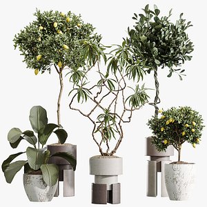 3D AV Indoor Plants Set 403 lemon Ficus Japandi Calathea Lutea model