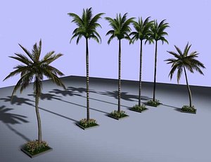 palmtree