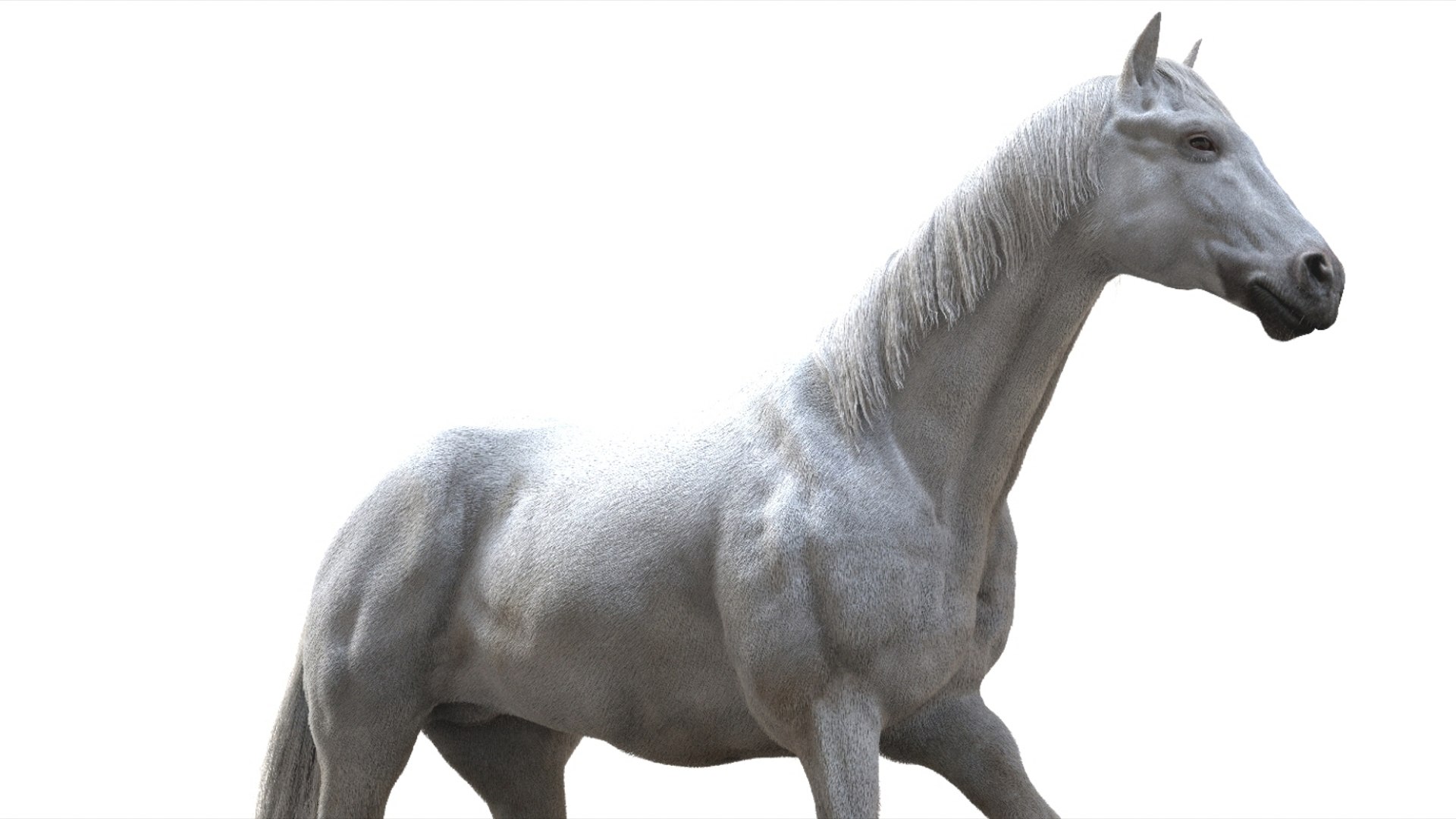 3D White Horse Rigged 3D model https://p.turbosquid.com/ts-thumb/L7/DcP0In/HU/23/jpg/1751249795/1920x1080/fit_q87/53ab8500cb7a0107187d4eb69791455439429204/23.jpg