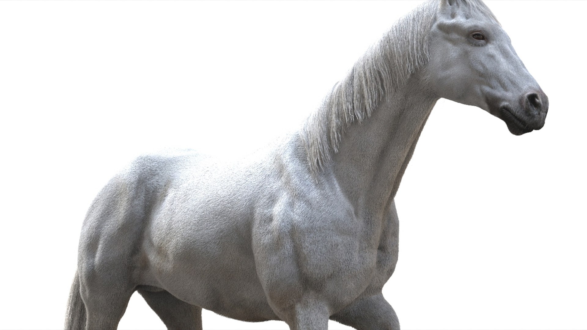 3D White Horse Rigged 3D model https://p.turbosquid.com/ts-thumb/L7/DcP0In/Ki/10/jpg/1751249785/1920x1080/fit_q87/a236a2c9d9900620ca72127824c501c544e4ebe7/10.jpg