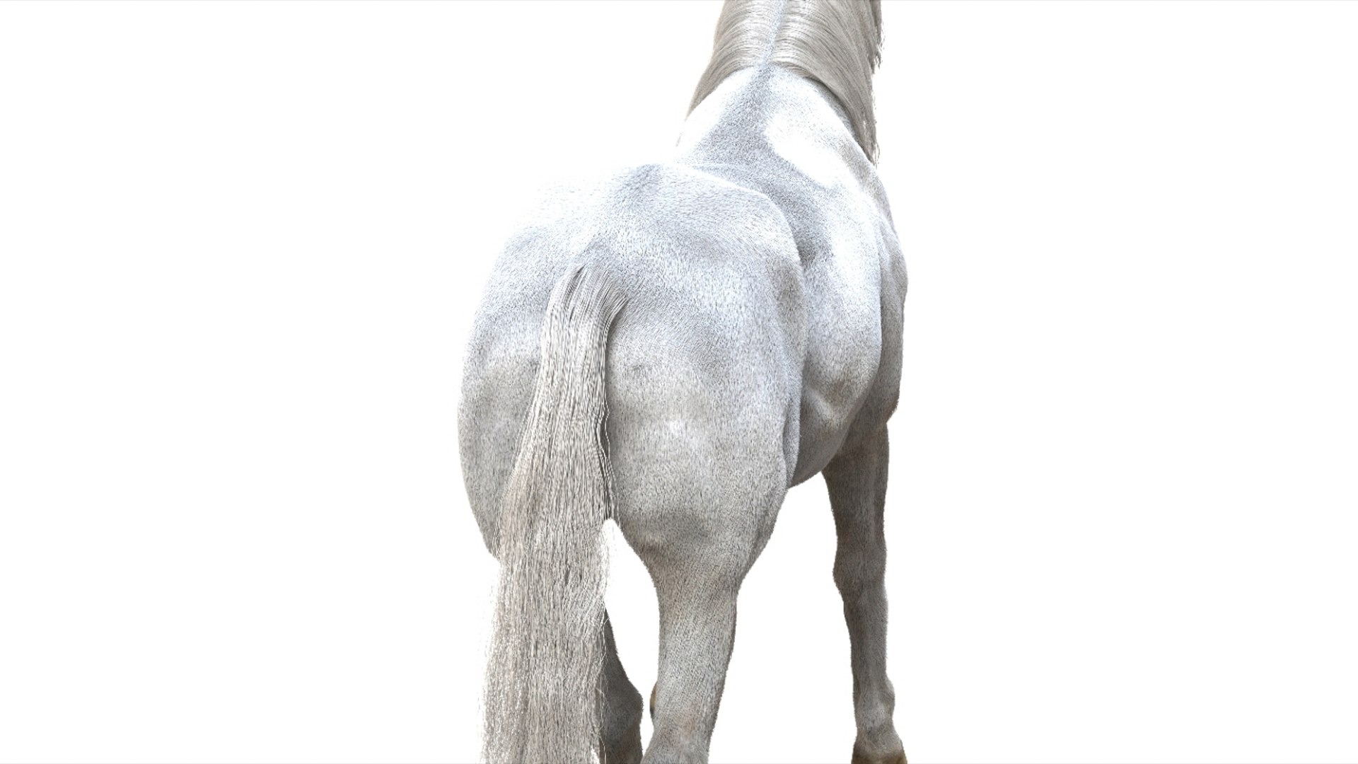 3D White Horse Rigged 3D model https://p.turbosquid.com/ts-thumb/L7/DcP0In/QJ/12/jpg/1751249786/1920x1080/fit_q87/b2dcb50c560f6065d7f9b1dfe763024b865f36a8/12.jpg