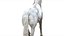 3D White Horse Rigged 3D model