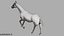 3D White Horse Rigged 3D model