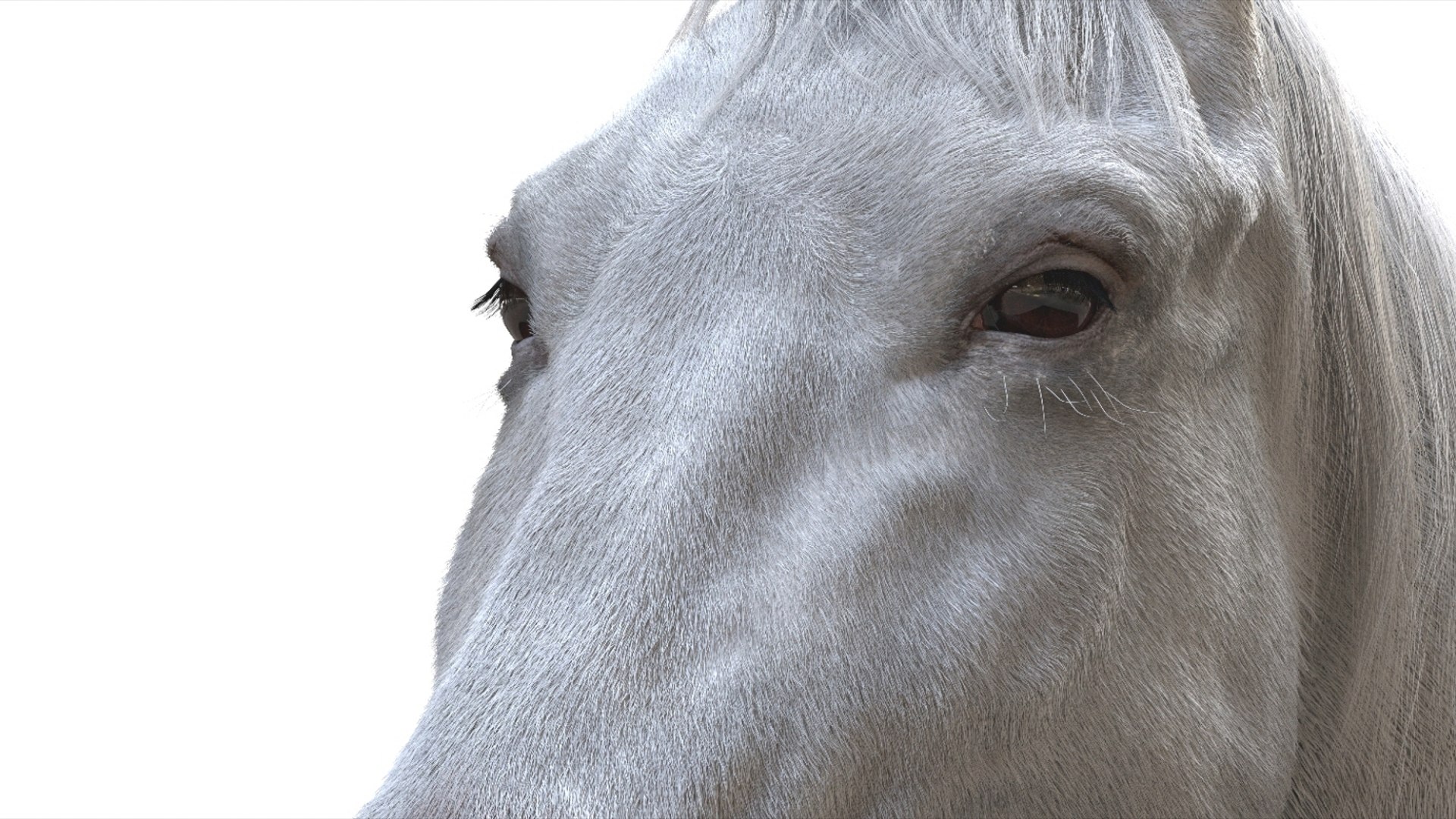 3D White Horse Rigged 3D model https://p.turbosquid.com/ts-thumb/L7/DcP0In/mR/15/jpg/1751249788/1920x1080/fit_q87/871d127c12516031ac32bf1f578268bcc1afe33b/15.jpg