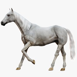 White Horse Rigged 3D