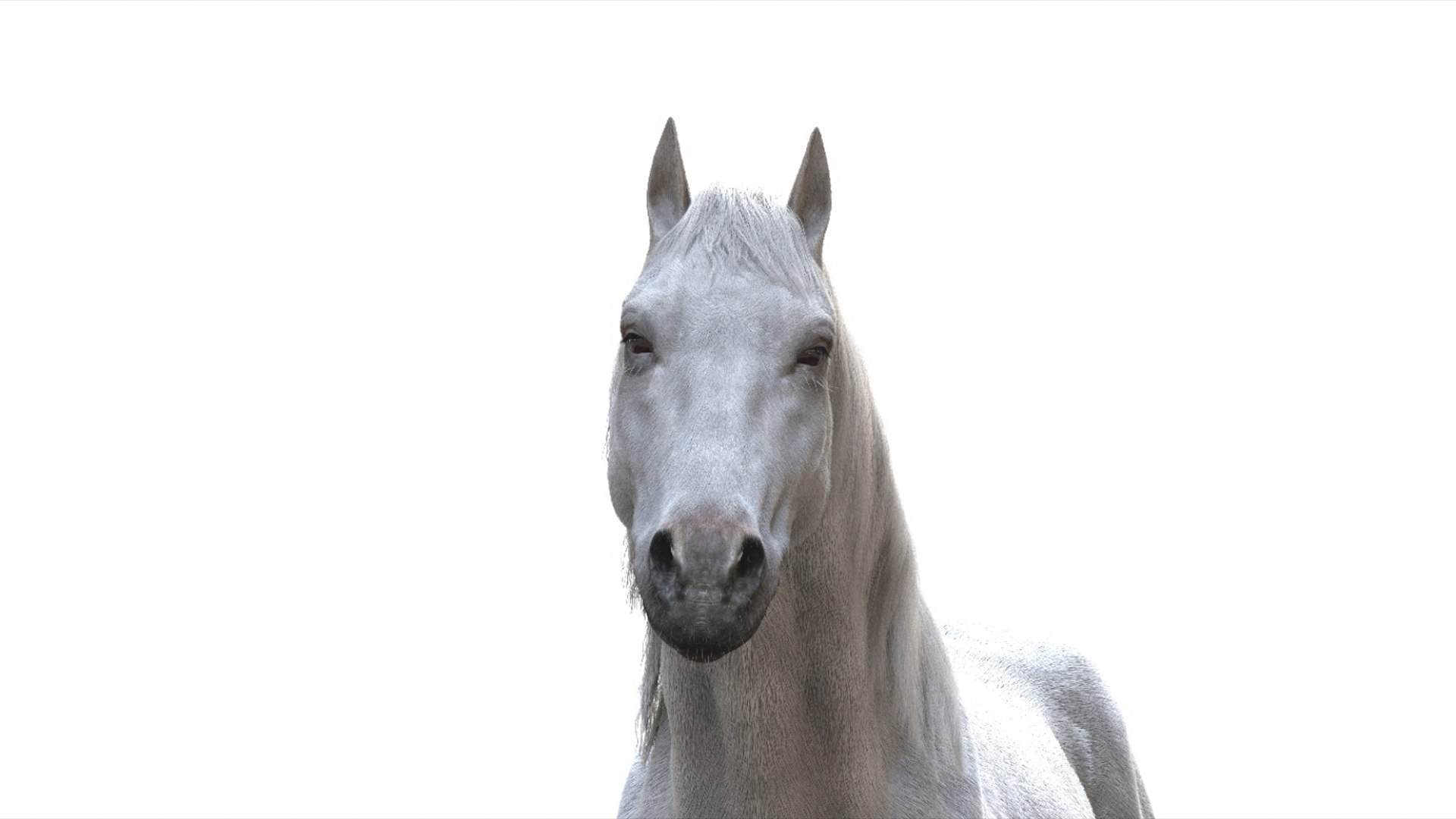 3D White Horse Rigged 3D model https://p.turbosquid.com/ts-thumb/L7/DcP0In/oO/05/jpg/1751249780/1920x1080/fit_q87/e069fb43aa5387bb4c8ffe0b975d12039cd350e0/05.jpg
