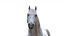 3D White Horse Rigged 3D model