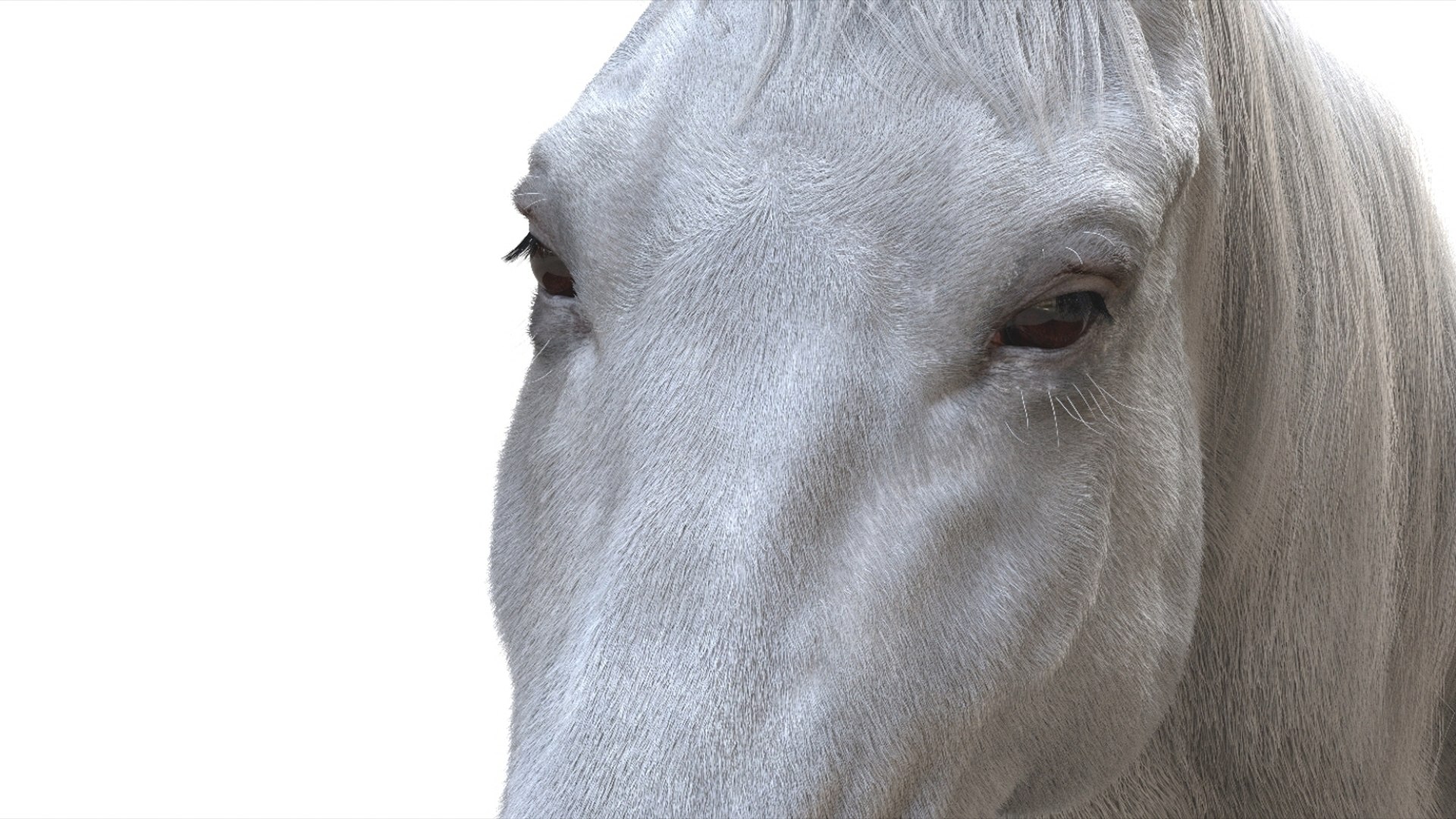 3D White Horse Rigged 3D model https://p.turbosquid.com/ts-thumb/L7/DcP0In/pA/21/jpg/1751249793/1920x1080/fit_q87/89b501dedc74ebf878102a916219beea97cfe97e/21.jpg