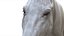 3D White Horse Rigged 3D model
