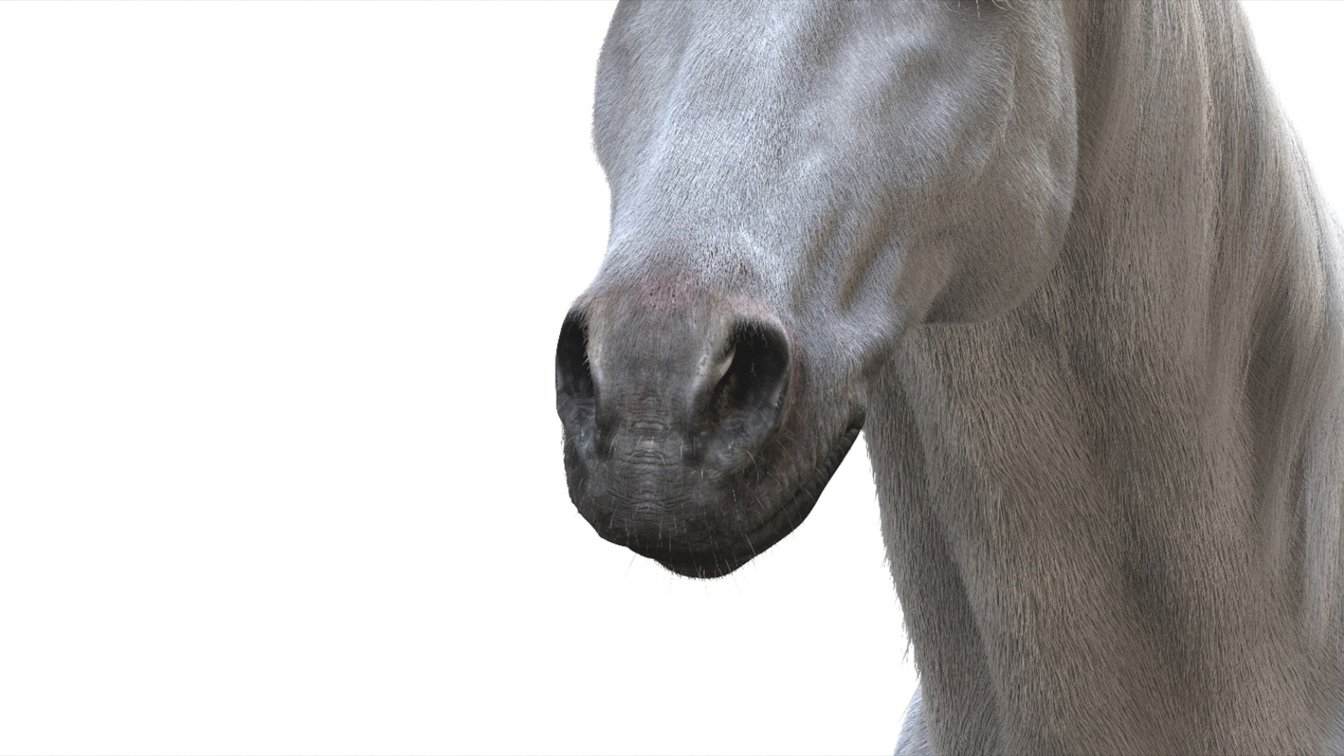 3D White Horse Rigged 3D model https://p.turbosquid.com/ts-thumb/L7/DcP0In/wp/19/jpg/1751249792/1920x1080/fit_q87/bd6a24a558ae836aae3ea6ec1898629afe10a3ab/19.jpg