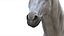 3D White Horse Rigged 3D model