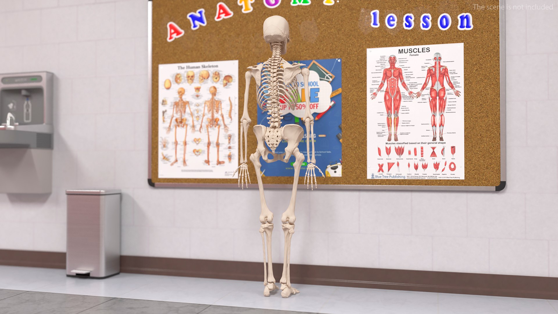 3D Human Female Skeleton Anatomy - TurboSquid 2385224