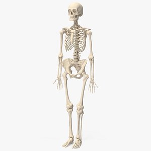 3D Human Female Skeleton Anatomy