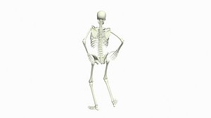 Skeleton Standing Yell 3D model