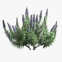 Pride of Madeira - Echium candicans