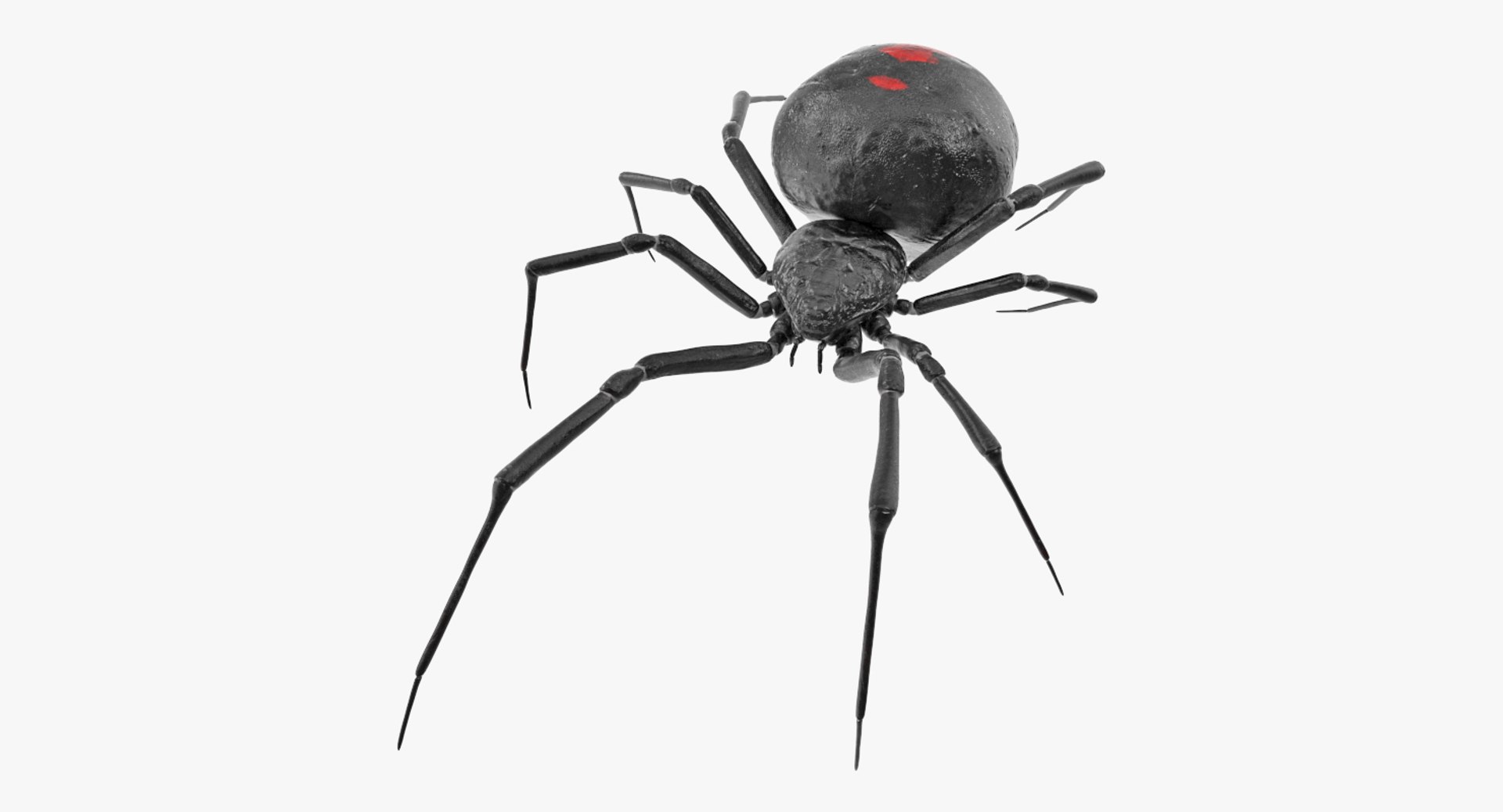 Widow Spider 3D model preview