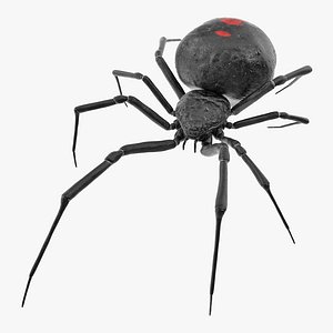 3D widow spider model