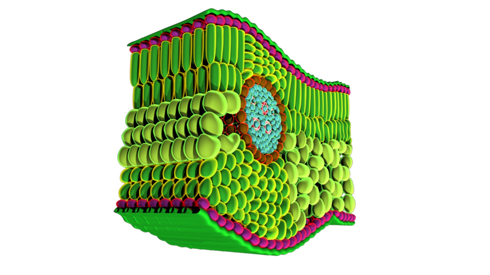 dicots flowering 3d model https://p.turbosquid.com/ts-thumb/L7/pT14xi/7qXhHKsi/tsofdicotleaf_05/png/1434294191/1920x1080/fit_q87/a81f9726b18e29a083005615e2777d5b97ded669/tsofdicotleaf_05.jpg