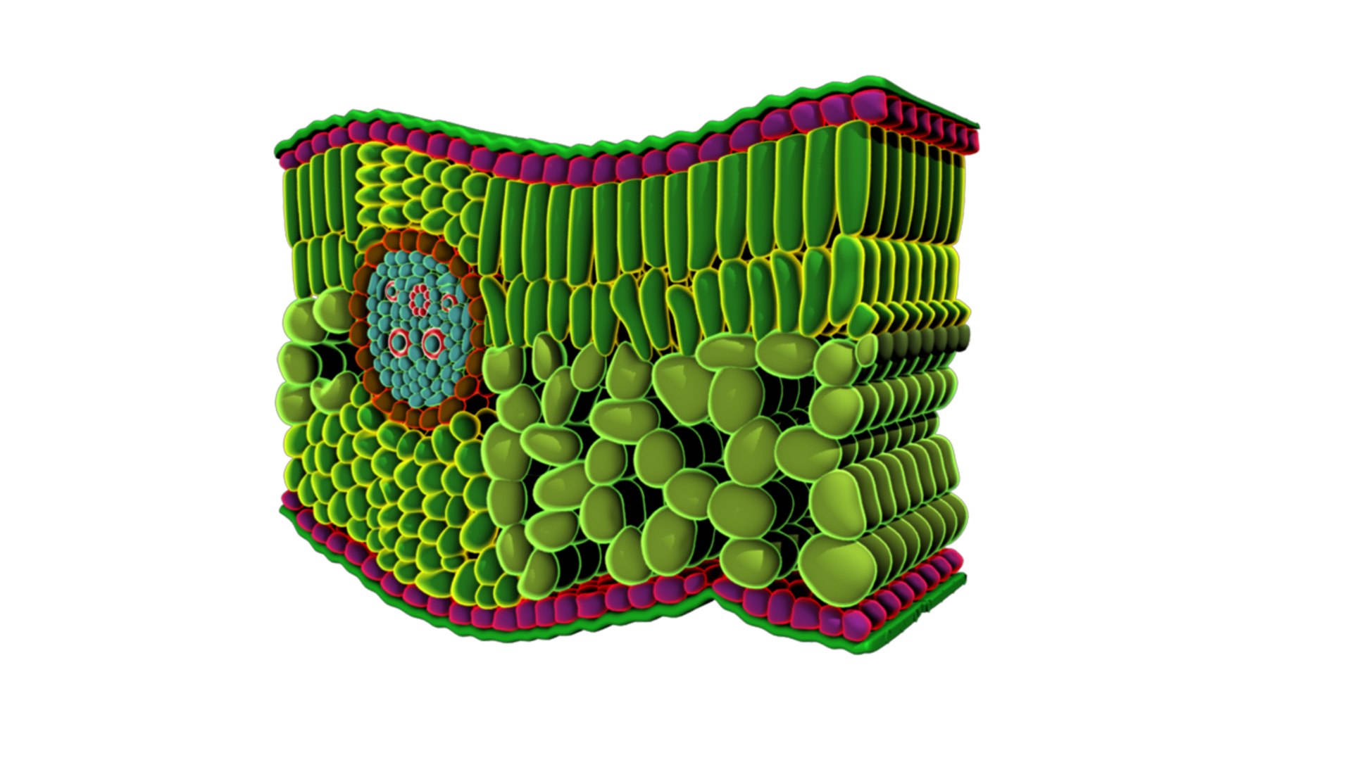 dicots flowering 3d model https://p.turbosquid.com/ts-thumb/L7/pT14xi/K2OdNqHE/tsofdicotleaf_03/png/1434294191/1920x1080/fit_q87/7ccab2007a9c9d75b51123d84cd266f75a8e09d2/tsofdicotleaf_03.jpg