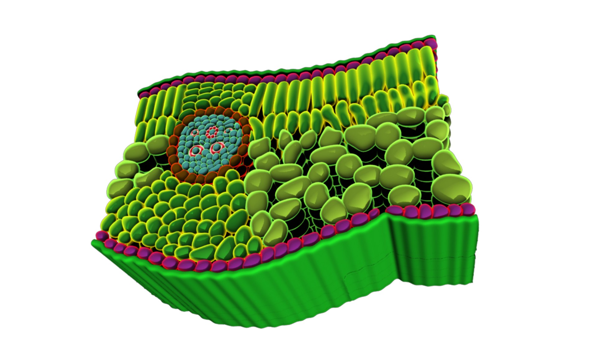 dicots flowering 3d model https://p.turbosquid.com/ts-thumb/L7/pT14xi/SZMEprWT/tsofdicotleaf_04/png/1434294191/1920x1080/fit_q87/78861fc8bb70b4c327b7bf297a70de4cba837b3d/tsofdicotleaf_04.jpg