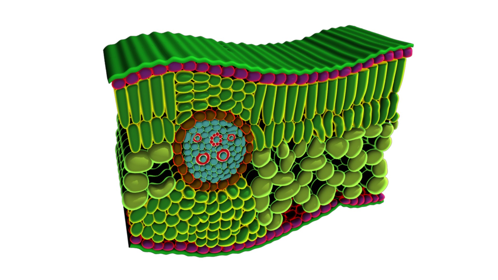 dicots flowering 3d model https://p.turbosquid.com/ts-thumb/L7/pT14xi/ns2o2F4X/tsofdicotleaf_02/png/1434294191/1920x1080/fit_q87/2617d41c2e1976a47d7efde00495c073599f3cc5/tsofdicotleaf_02.jpg