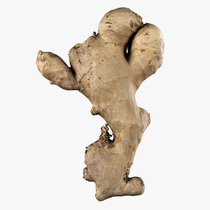Ginger 4K scanned 3D