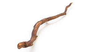 Fallen Dry Branch
