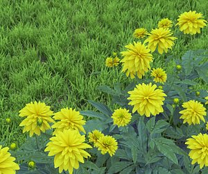 flowerbed of rudbeckia dissected